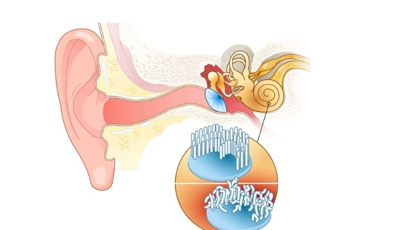 ear fungel infection.jpg
